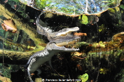 cocodrilo en cenote by Francisco Javier Safont Moix 